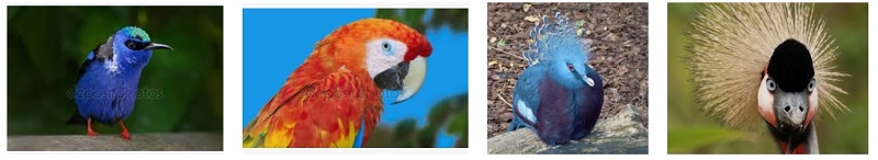 Avifauna banner Zoo 2019